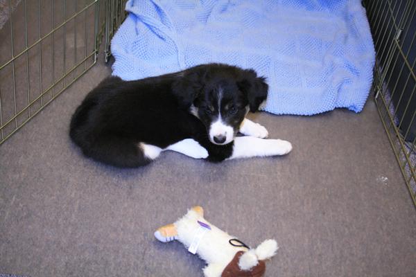 puppy3.jpg