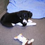 puppy3.jpg
